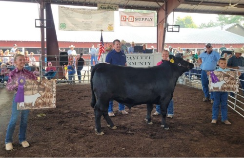 2026 Payette County Fair Grant Champion Steer